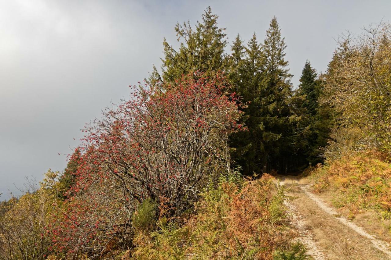 Gite De Sauviat 25 Chemin Du Grand Pacher Le Bourg De Sauviat 63120 מראה חיצוני תמונה